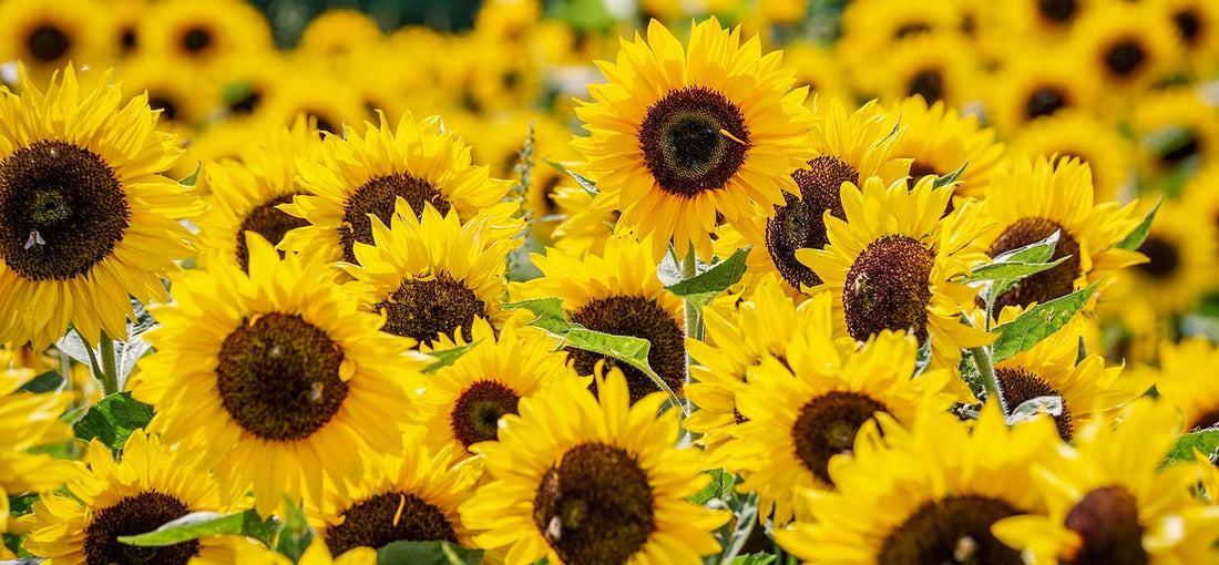 Recepten voor in de zomer